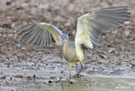 Whistling Heron