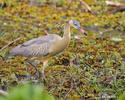 Whistling Heron