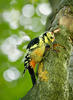 White-backed Woodpecker