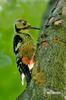 White-backed Woodpecker