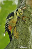 White-backed Woodpecker