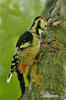 White-backed Woodpecker