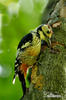 White-backed Woodpecker