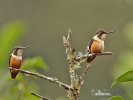 White-bellied Woodstar