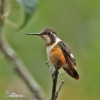 White-bellied Woodstar