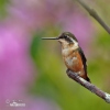 White-bellied Woodstar