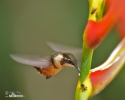 White-bellied Woodstar