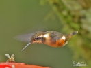 White-bellied Woodstar