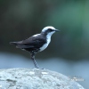 White-capped Dipper