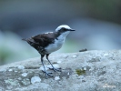 White-capped Dipper