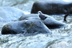 White-capped Dipper