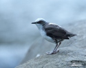 White-capped Dipper