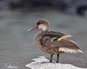 White-cheeked Pintail