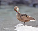 White-cheeked Pintail