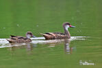 White-cheeked Pintail