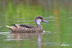 White-cheeked Pintail