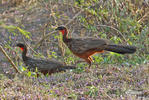 White-crested Guan