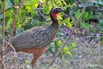 White-crested Guan