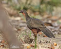 White-crested Guan