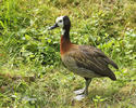 White-faced Whistling-Duck