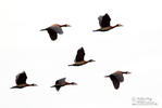 White-faced Whistling-Duck