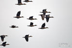 White-faced Whistling-Duck