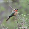 White-fronted Bee-eater