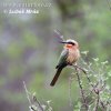 White-fronted Bee-eater