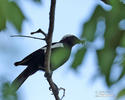 White-headed Black-Chat or Ruaha