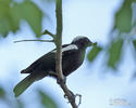 White-headed Black-Chat or Ruaha