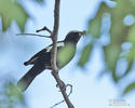 White-headed Black-Chat or Ruaha