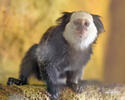 White-headed marmoset