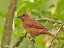 White-lined Tanager