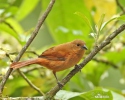 White-lined Tanager