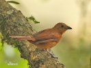 White-lined Tanager