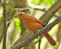 White-lined Tanager