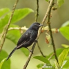 White-lined Tanager