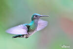 White-necked Jacobin