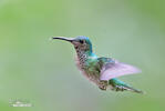 White-necked Jacobin