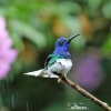 White-necked Jacobin