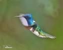 White-necked Jacobin