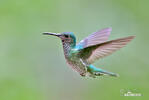 White-necked Jacobin