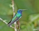 White-necked Jacobin