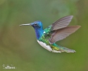White-necked Jacobin