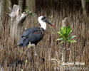 White-necked Stork