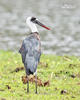 White-necked Stork