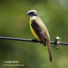 White-Ringed Flycatcher