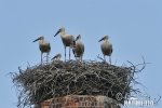 White Stork