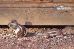 White-tailed Antelope Squirrel