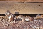 White-tailed Antelope Squirrel